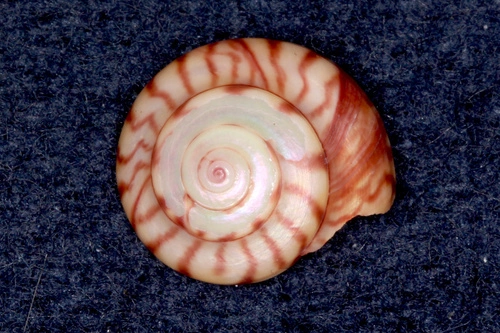 Wheel Shell