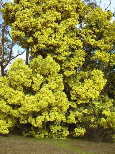 Acacia prominens