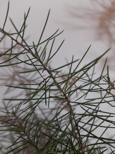 Bushy needlebush