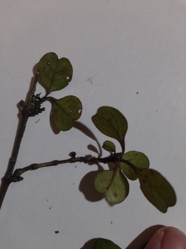 Coprosma spathulata