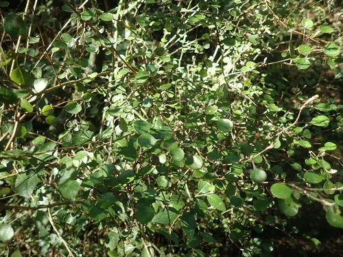 Helichrysum lanceolatum