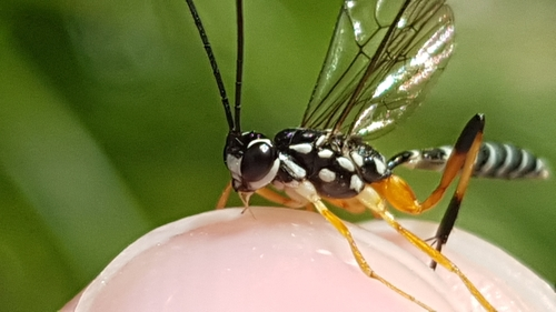Lemon Tree Borer Parasitoid Wasp