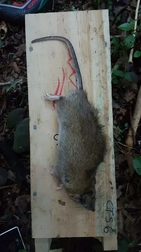 Rata parda