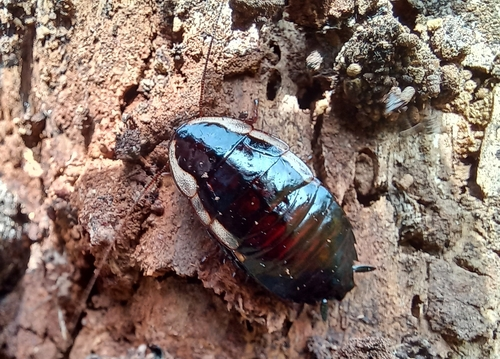 Gisborne Cockroach