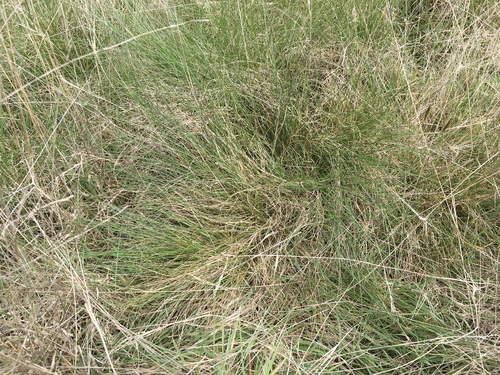 Festuca novae-zelandiae