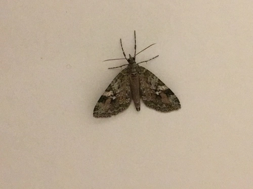 Tatosoma topea