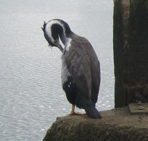 Spotted Shag