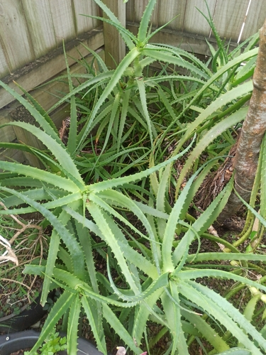 Candelabra Aloe