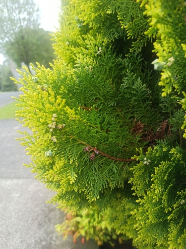 Chinese arborvitae