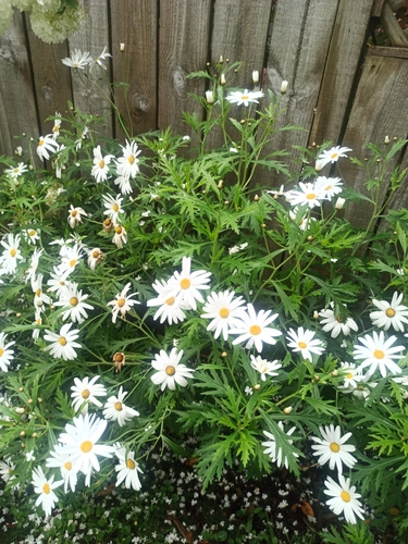 Marguerite daisy