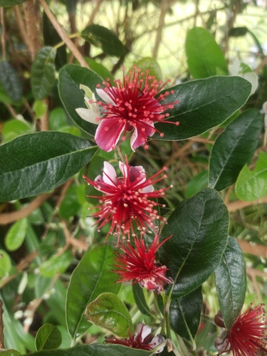 Feijoa