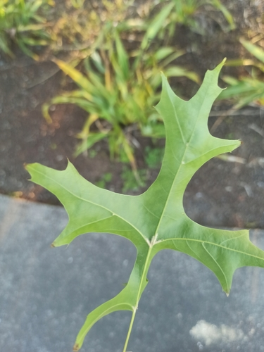 pin oak