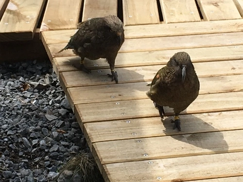 Kea