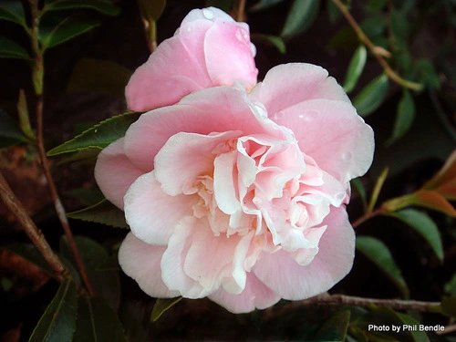 Camellia japonica x lutchuensis 'Sweet Emily Kate'