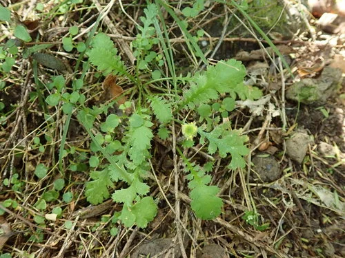 Leptinella dioica × squalida