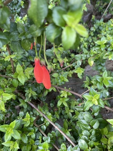 Chilean Mitre Flower