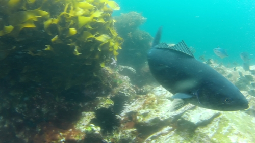 Kermadec Kahawai