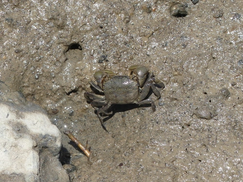 Tunneling Mud Crab