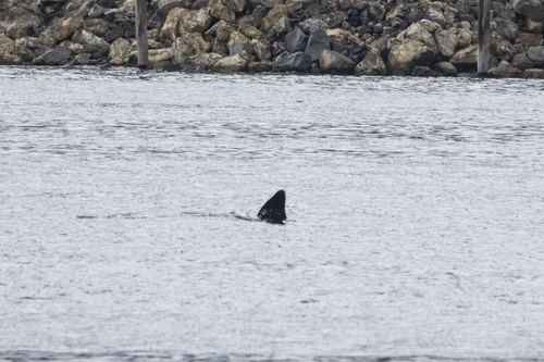 Maki (Orca)