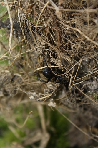 Black Cobweb Spider (False Katipo)