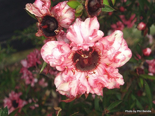 Leptospermum 'Coral Candy'