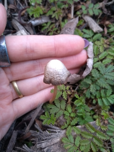 gilled mushrooms