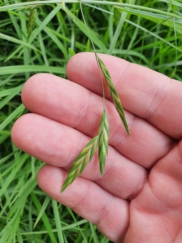 prairie grass