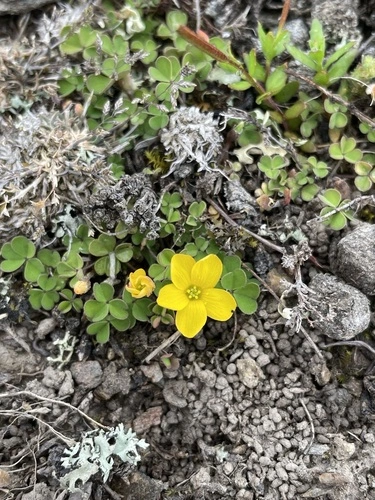 least yellow-sorrel