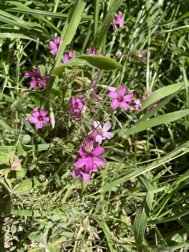 pink-sorrel