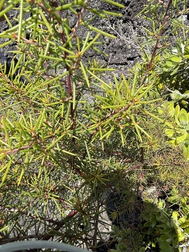 Bushy needlebush