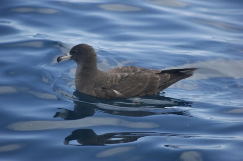 Flesh-footed Shearwater