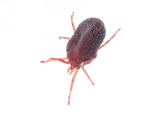 Sidewalk Mites