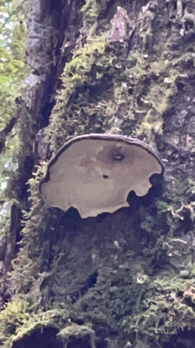 Ganoderma brownii