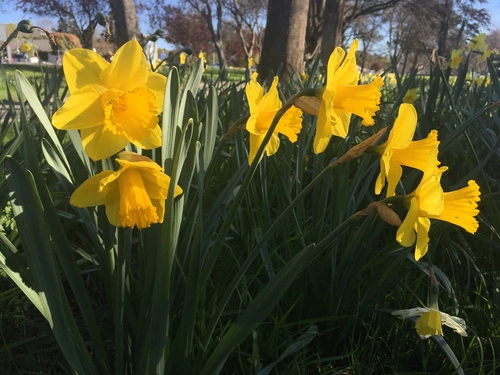 Daffodil
