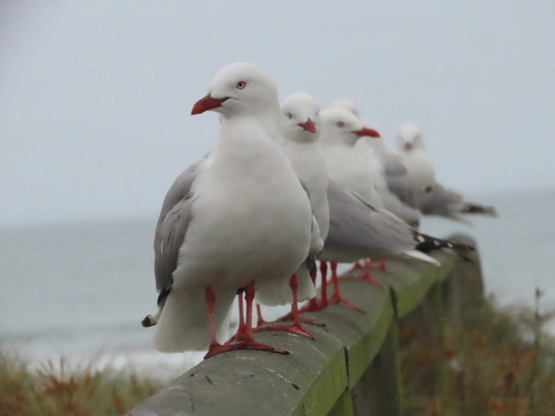 Red-billed Gull