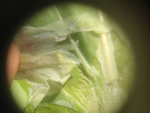 Brassica leaf miner