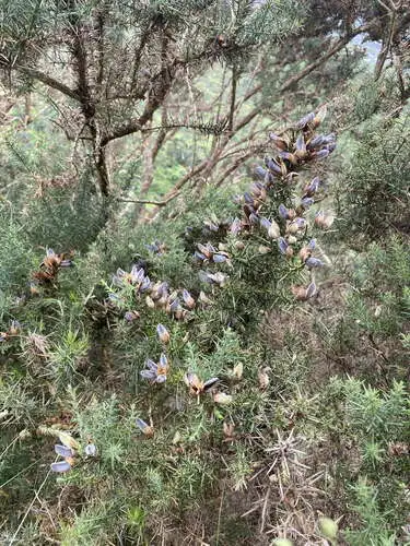 gorse
