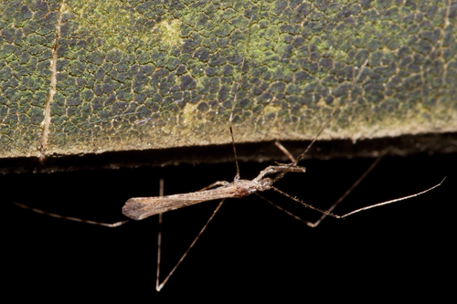 Empicoris rubromaculatus