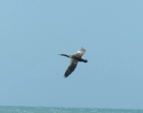 Phalacrocorax punctatus
