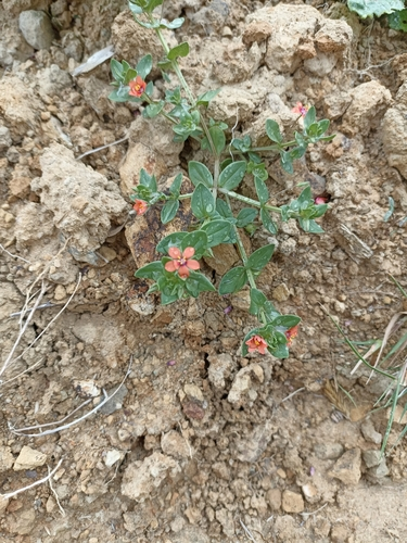 scarlet pimpernel