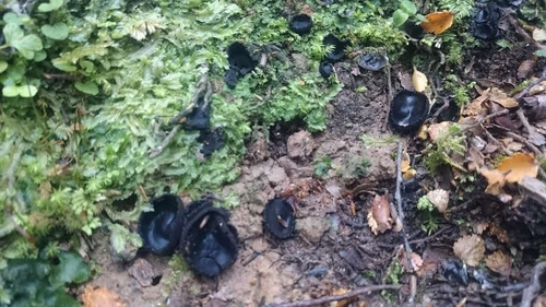 Plectania rhytidia
