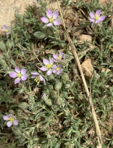 Sand-Spurries