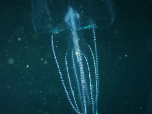 Eurhamphaea vexilligera