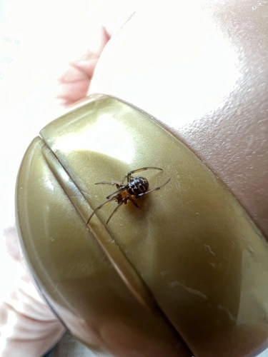 Black Cobweb Spider