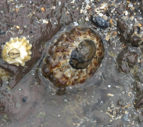 Ornate Limpet