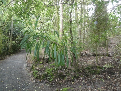 Cordyline rubra