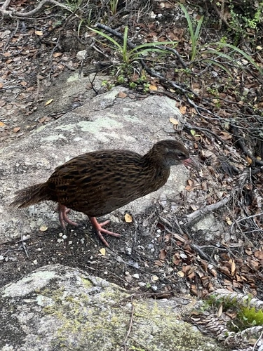 Weka