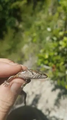 Ornate Skink