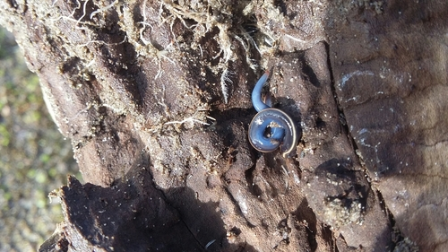 Blue Garden Flatworm
