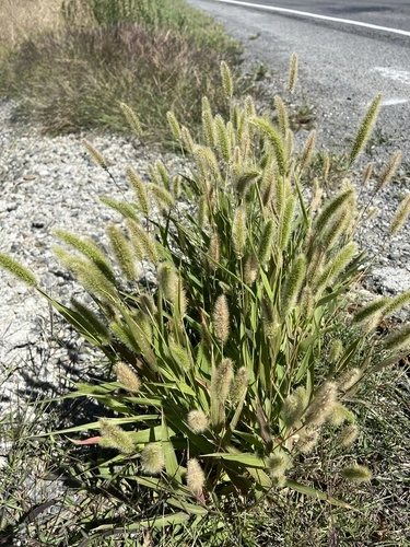 Green Bristle Grass